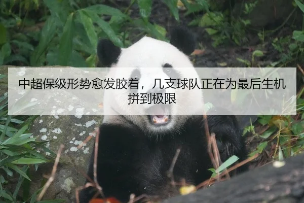 中超保级形势愈发胶着，几支球队正在为最后生机拼到极限